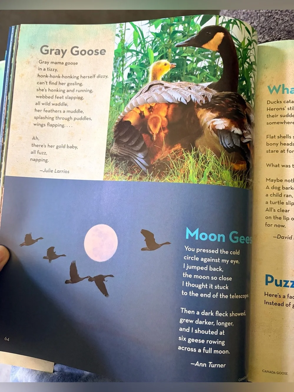 National Geographic Book of Animal Poetry